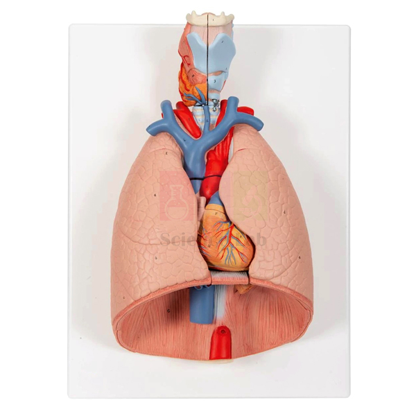 Human Lungs with Heart and Larynx Model